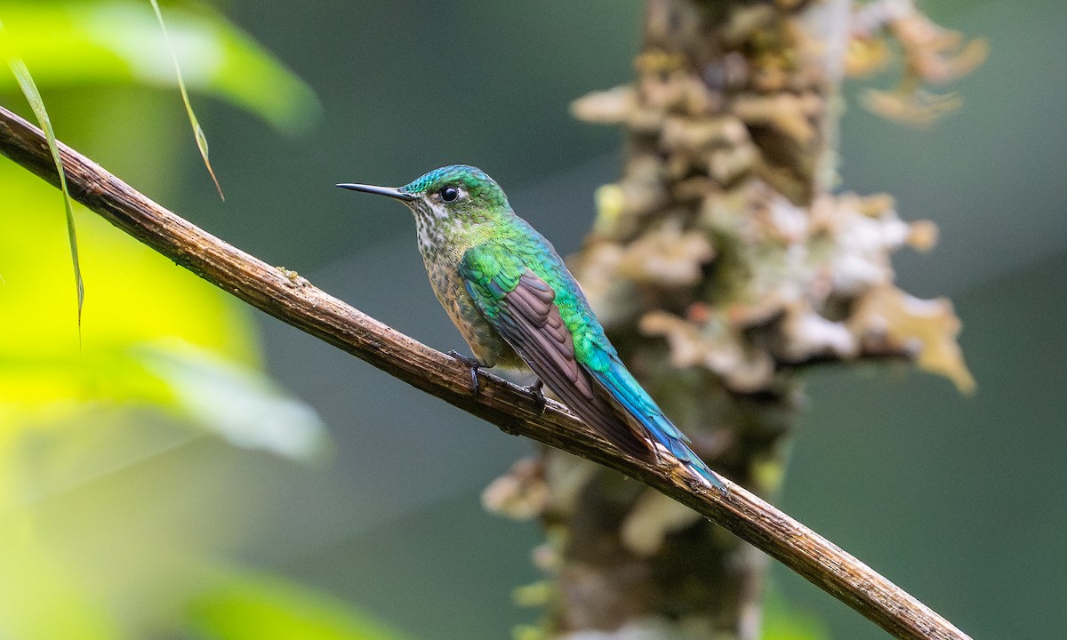Long-tailed Sylph - ML646923084