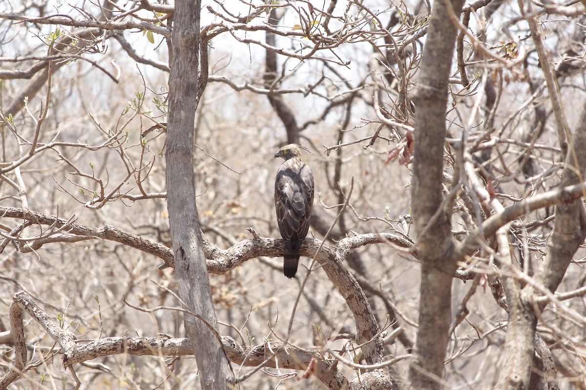Changeable Hawk-Eagle - ML646923089