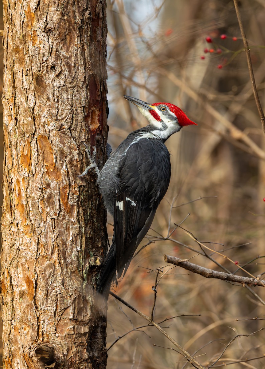 Pileated Woodpecker - ML646923092