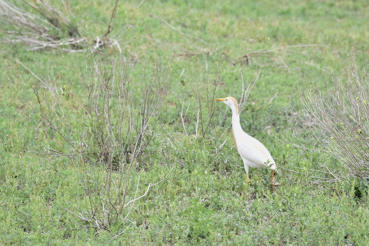 אנפית בקר מערבית - ML646923093