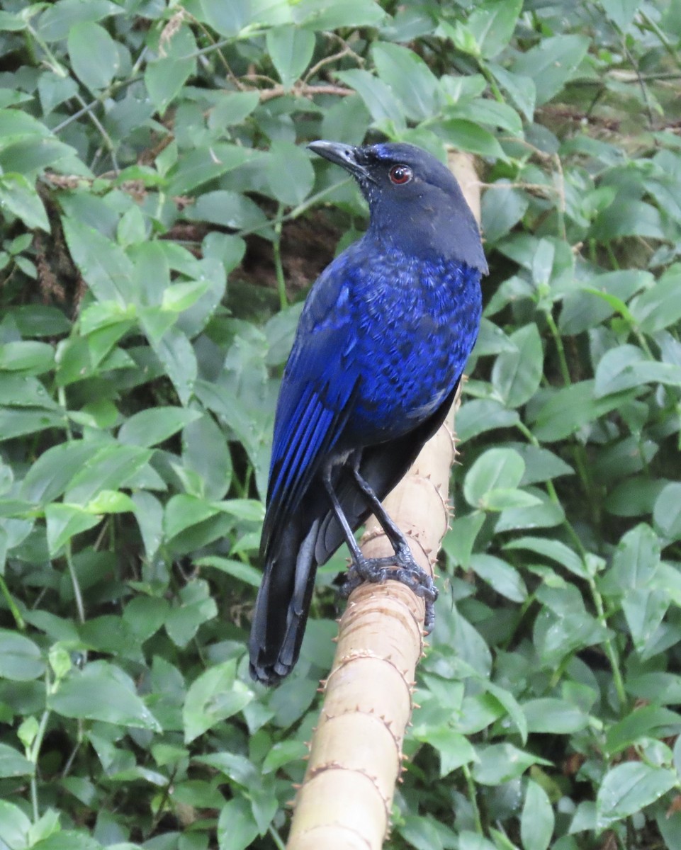 Taiwan Whistling-Thrush - ML646923094