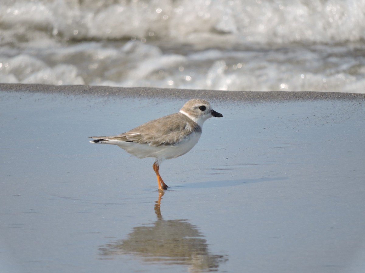 Flötenregenpfeifer - ML646923099