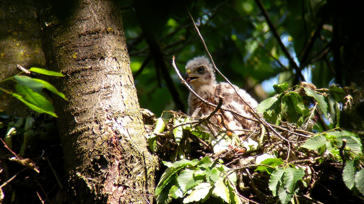 Яструб великий - ML646923102