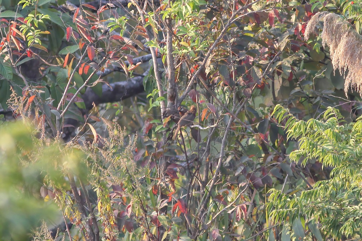 White-browed Laughingthrush - ML646923104