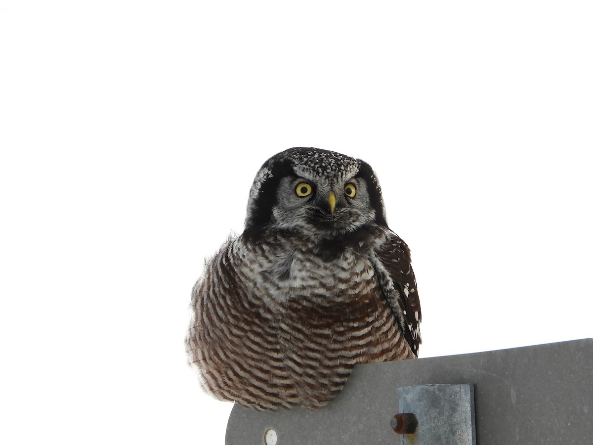 Сова яструбина - ML646923110