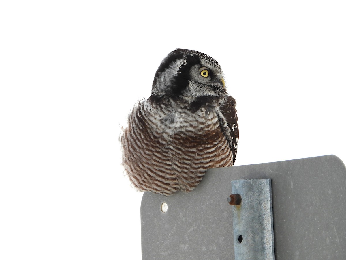 Сова яструбина - ML646923112