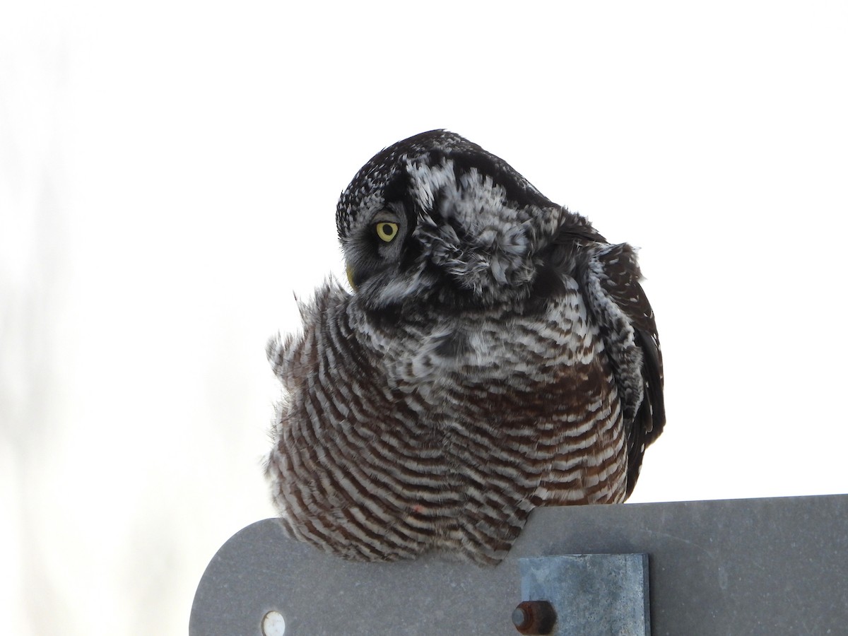 Сова яструбина - ML646923113