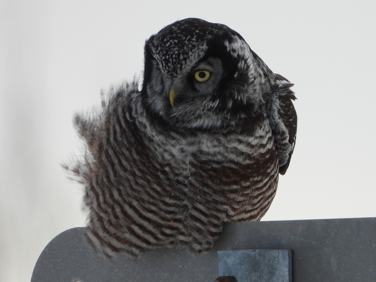 Сова яструбина - ML646923114