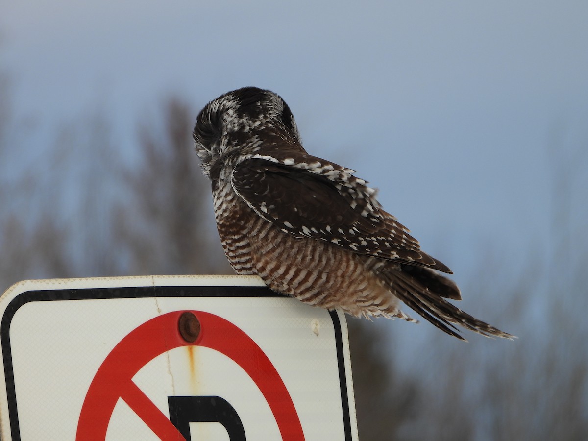 Сова яструбина - ML646923120