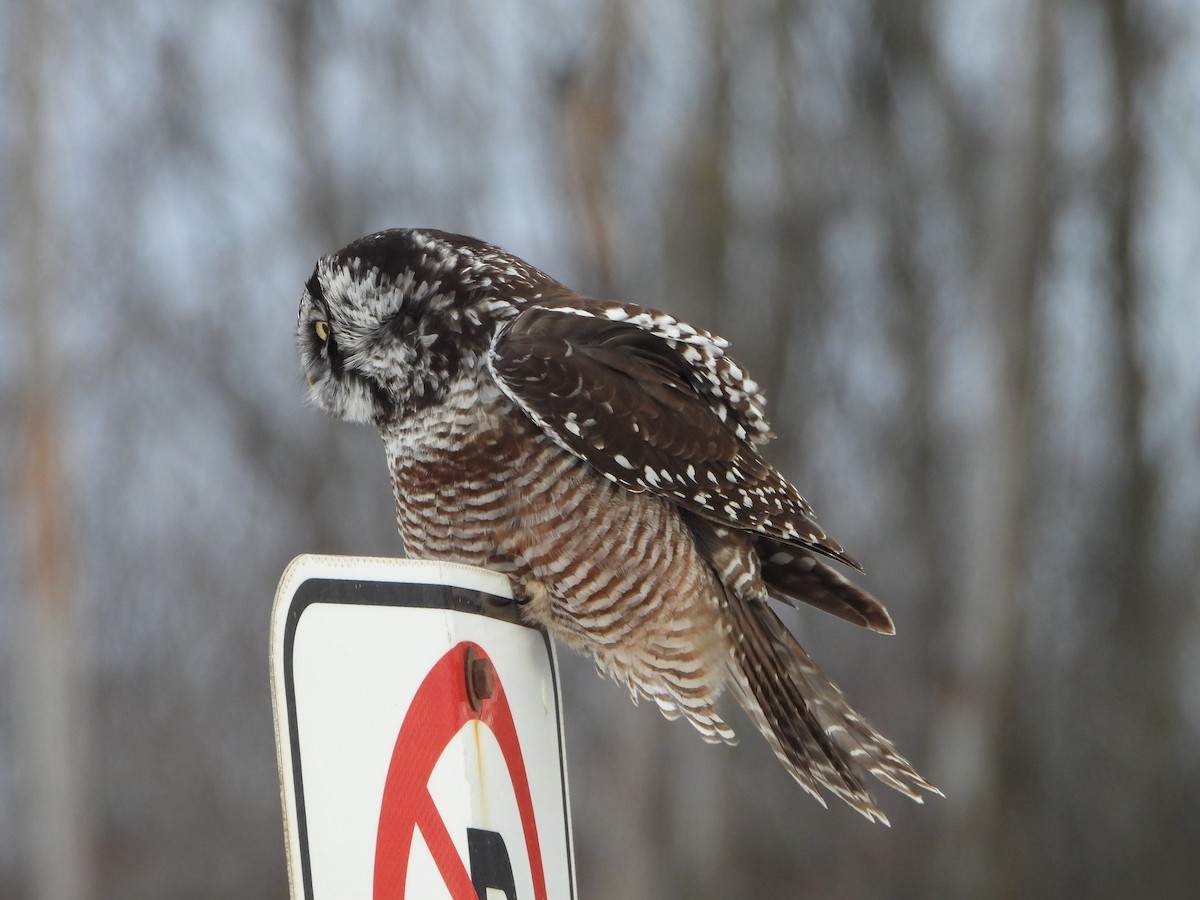 Сова яструбина - ML646923123