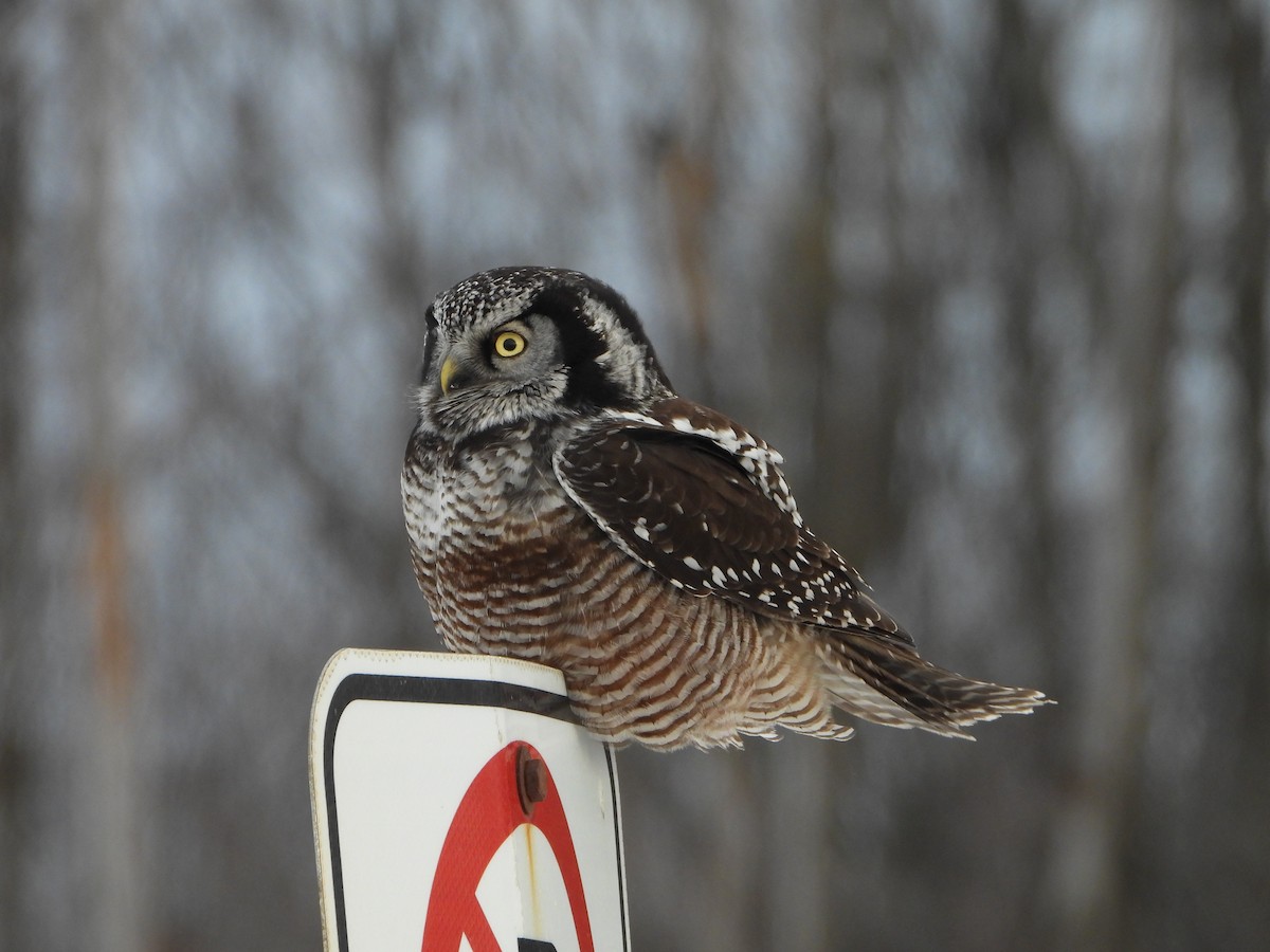 Сова яструбина - ML646923124