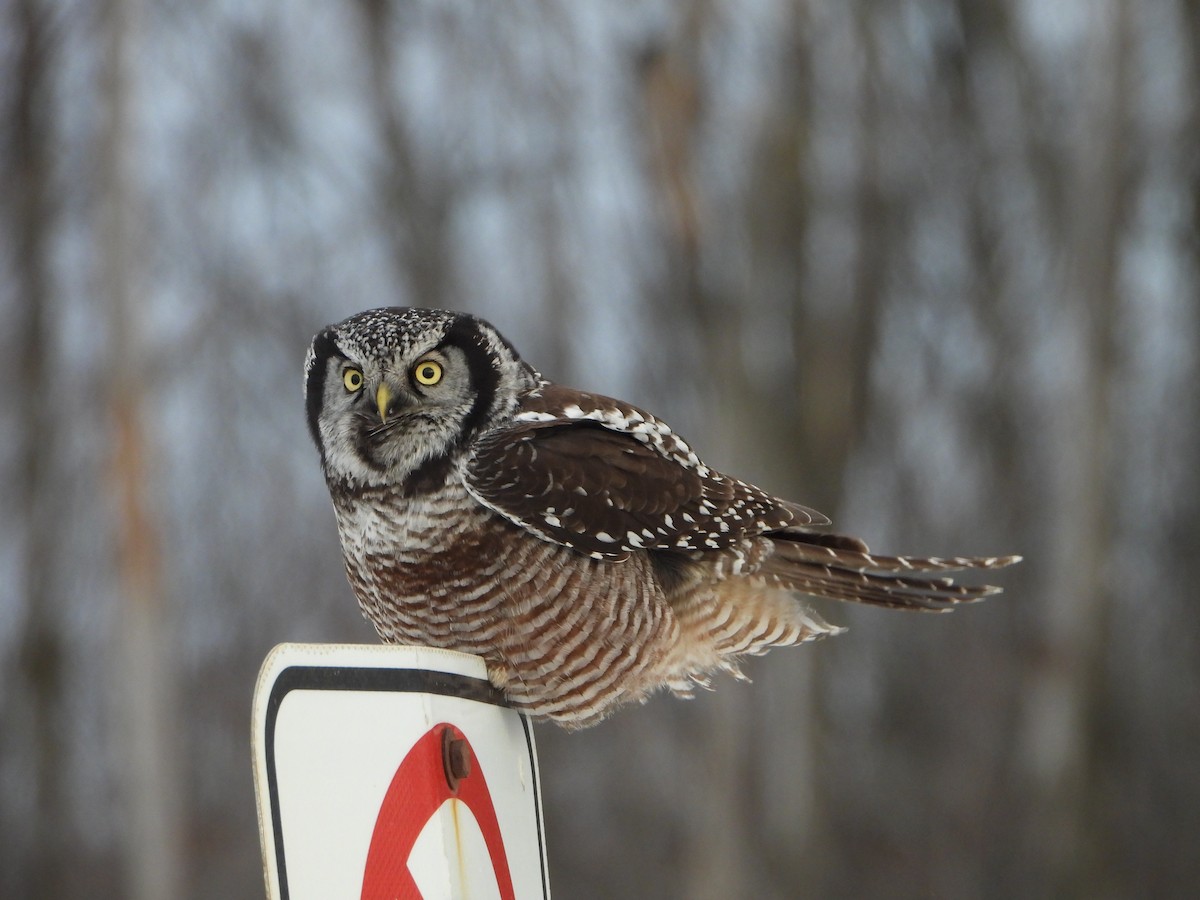 Сова яструбина - ML646923125