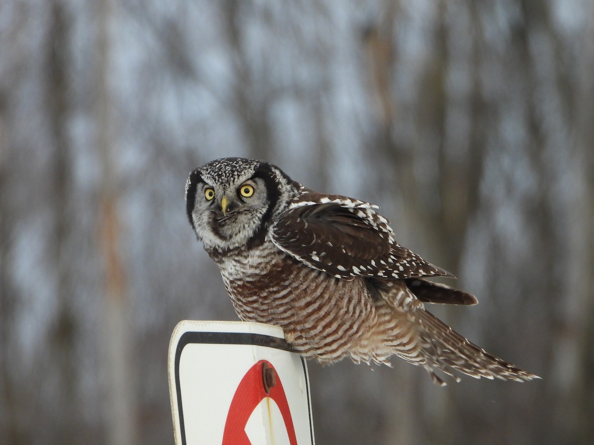 Сова яструбина - ML646923126