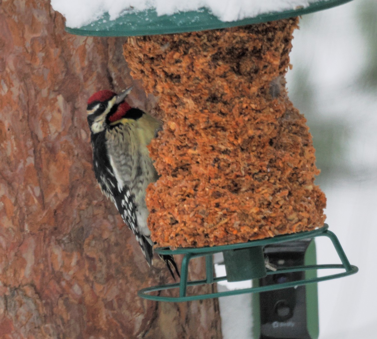 Yellow-bellied Sapsucker - ML646923133