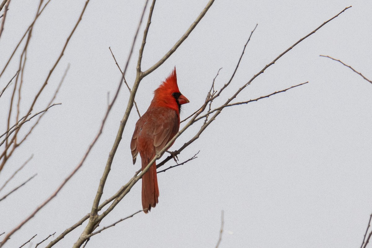 Красный кардинал - ML646923139