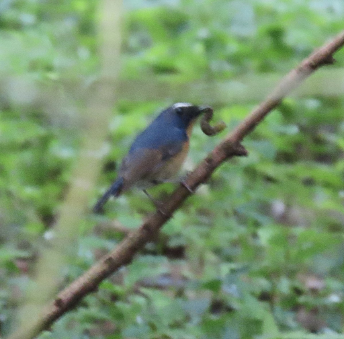 aurorafluesnapper - ML646923140