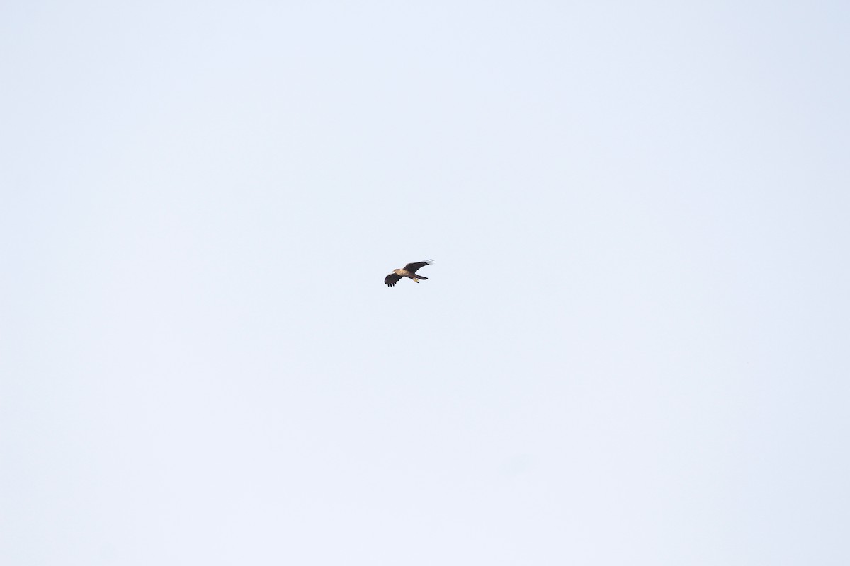 Bonelli's Eagle - ML646923141