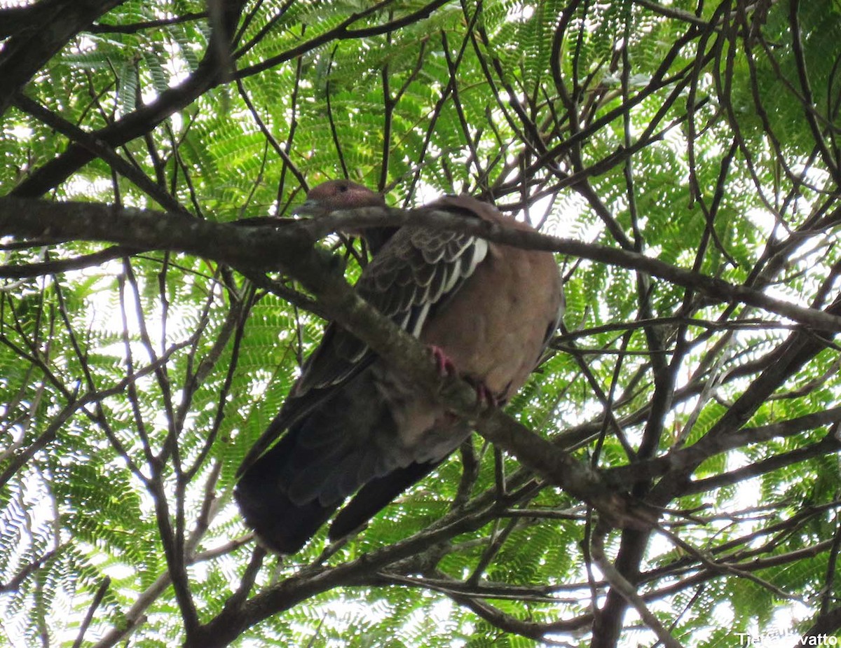 Picazuro Pigeon - ML646923143