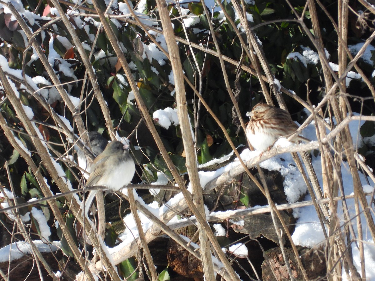 Junco ardoisé - ML646923144