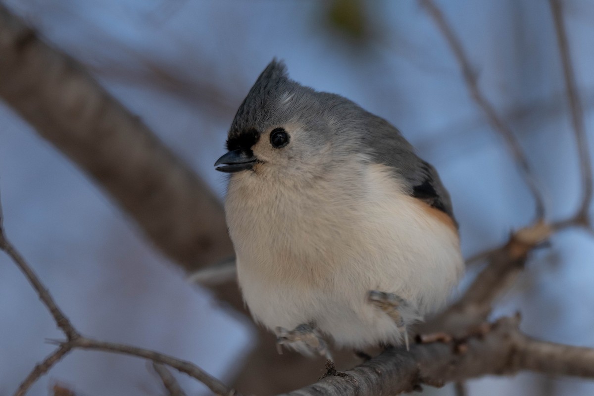 Herrerillo Bicolor - ML646923145
