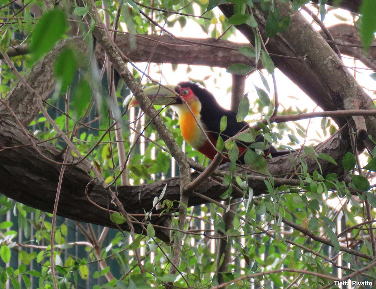 Red-breasted Toucan - ML646923151