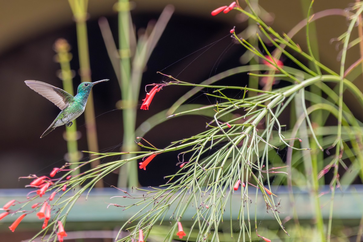 Mangrove Hummingbird - ML646923152