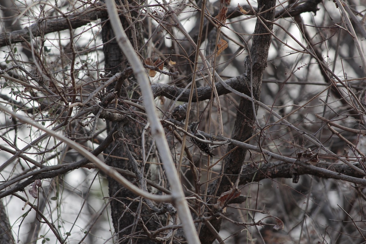 Brown-capped Pygmy Woodpecker - ML646923156