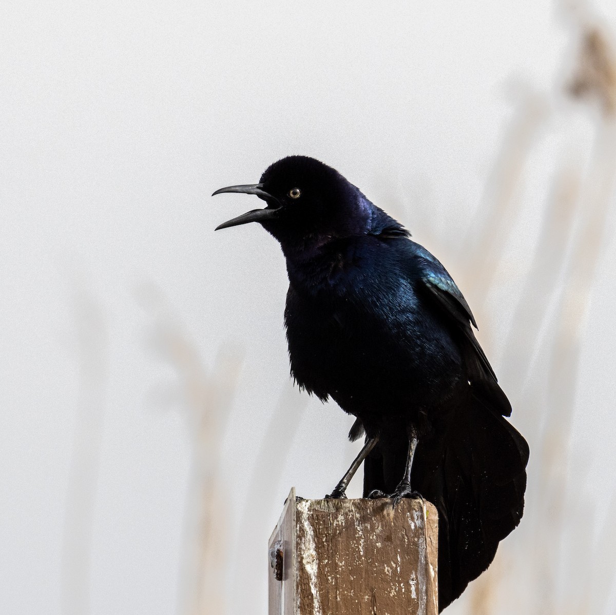 Большехвостый гракл - ML646923159