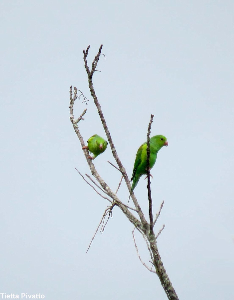 オナガミドリインコ - ML646923163