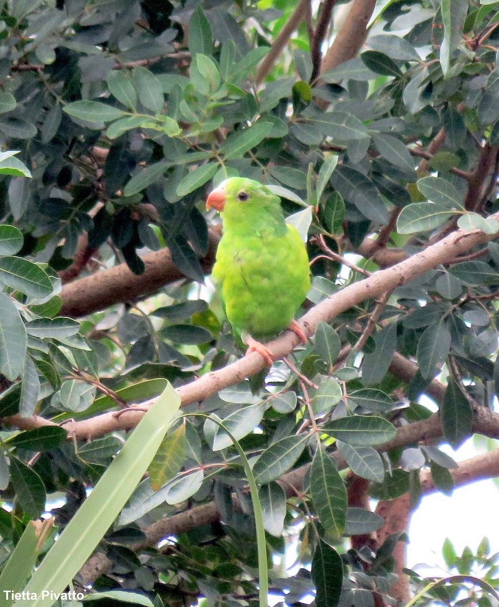 オナガミドリインコ - ML646923164