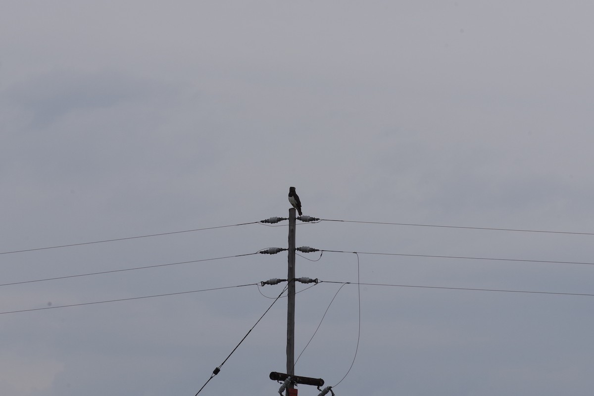 Black-chested Snake-Eagle - ML646923165