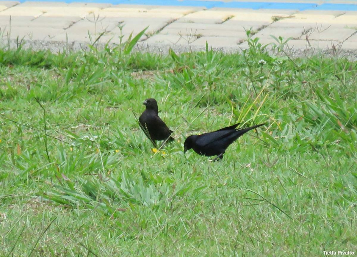 Shiny Cowbird - ML646923171