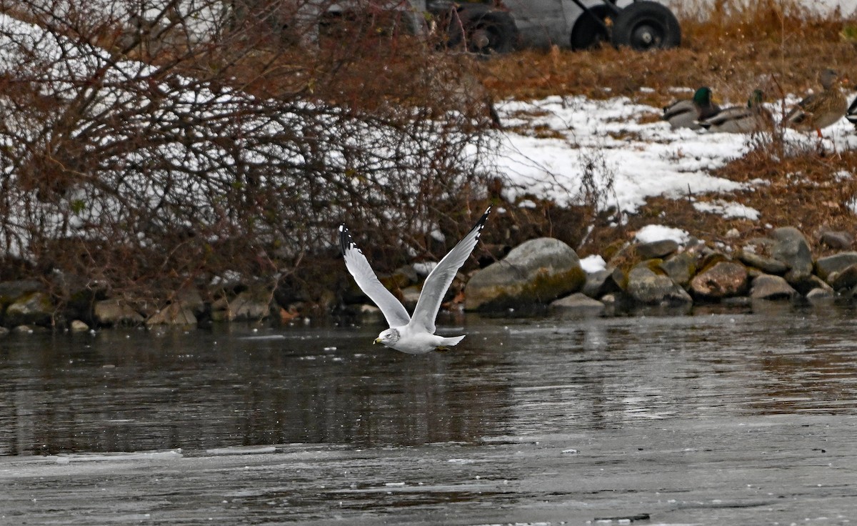 Ring-billed Gull - ML646923173