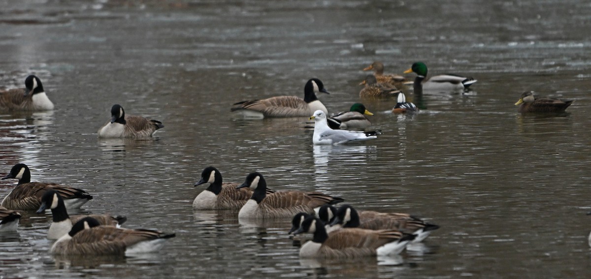 Ring-billed Gull - ML646923174