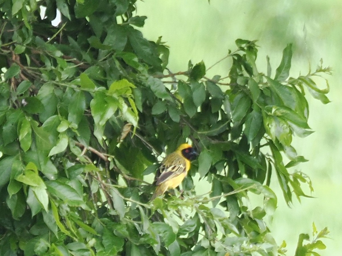 Southern Masked-Weaver - ML646923176