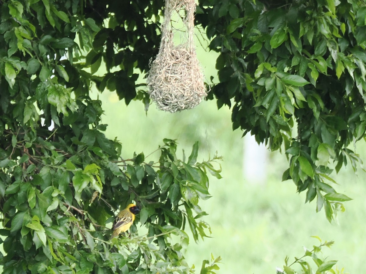 Southern Masked-Weaver - ML646923177