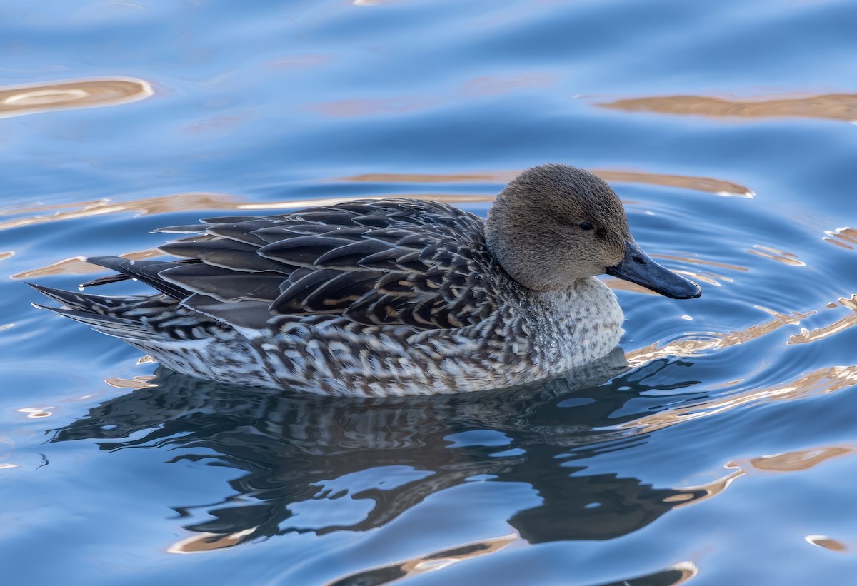 stjertand - ML646923180