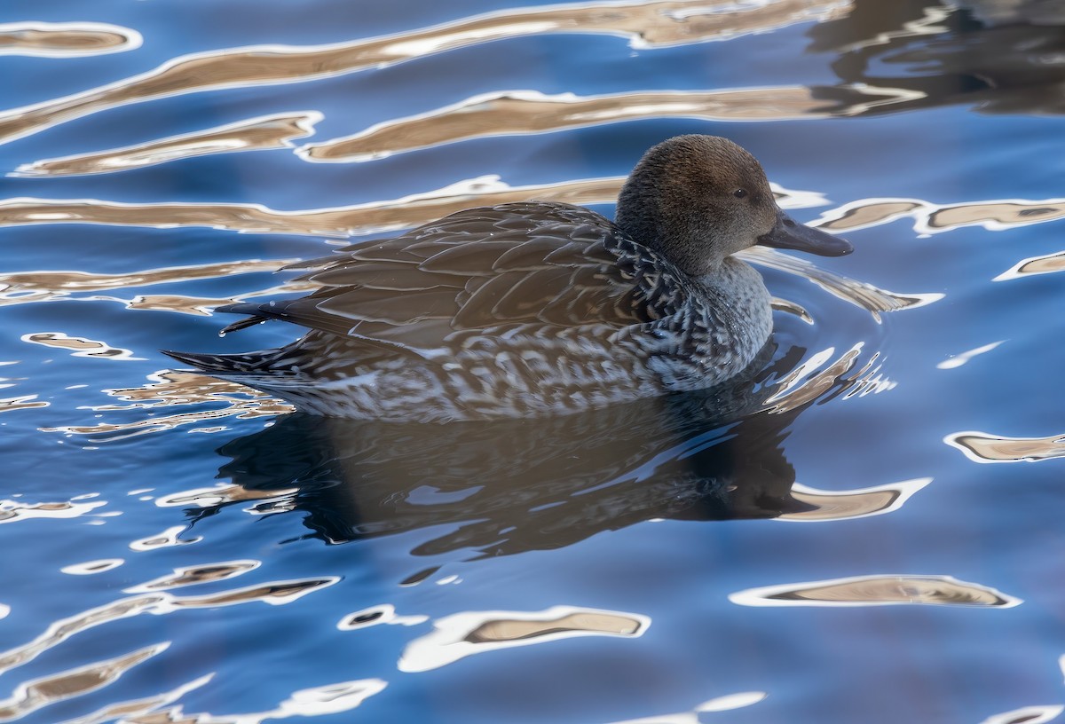 stjertand - ML646923181