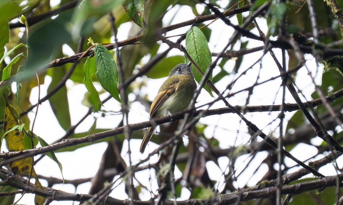 Inca Flycatcher - ML646923183