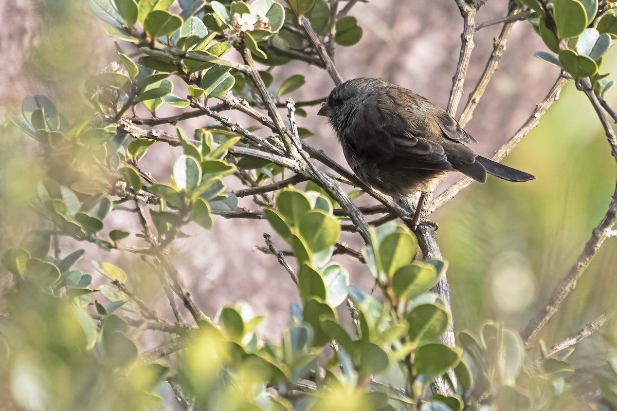 Schlankschnabel-Samenfresser - ML646923184