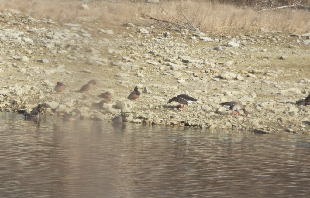 husa běločelá - ML646923188