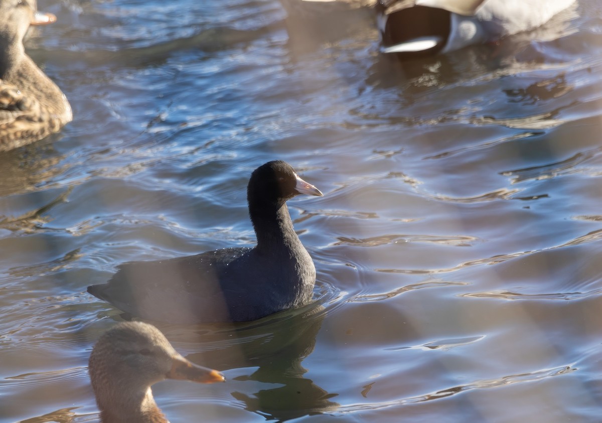 amerikasothøne - ML646923192