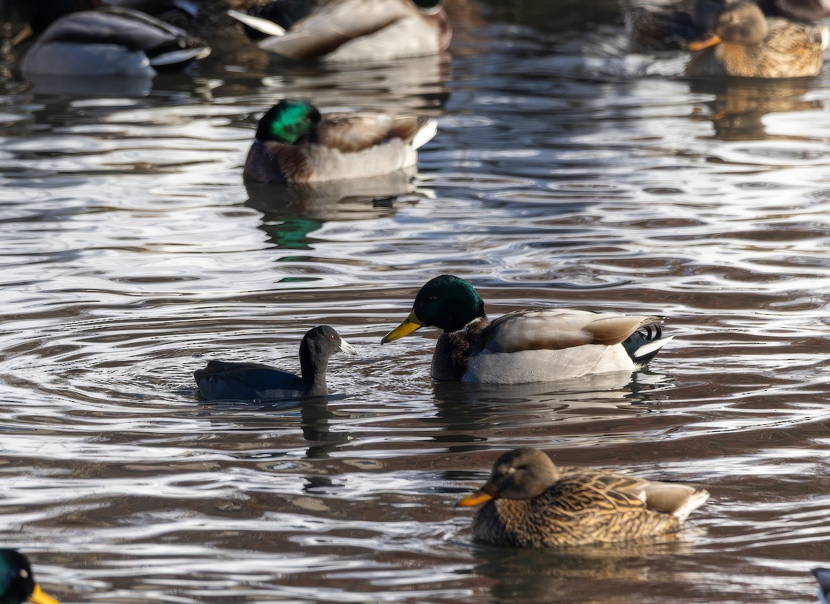 amerikasothøne - ML646923193