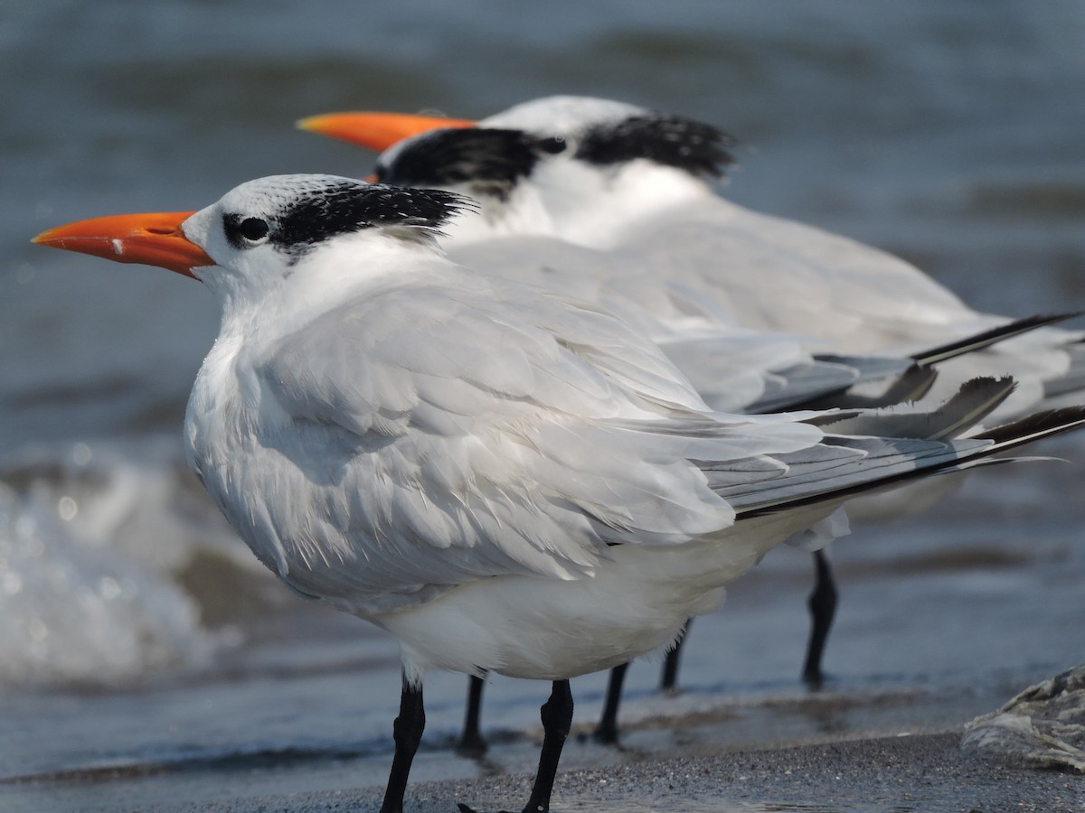 Kral Sumru - ML646923194