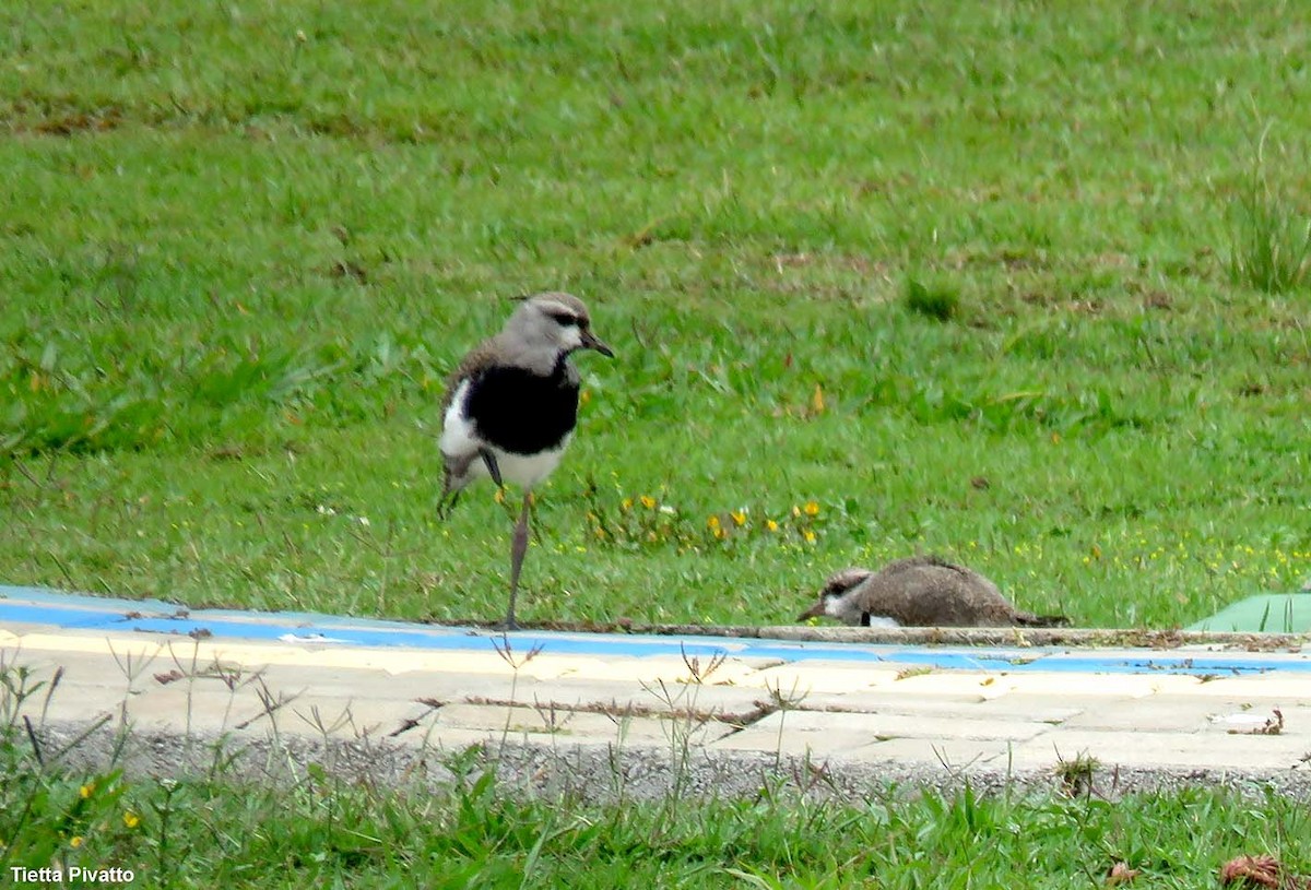 Southern Lapwing - ML646923195