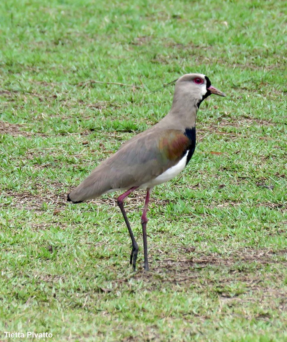 Southern Lapwing - ML646923196