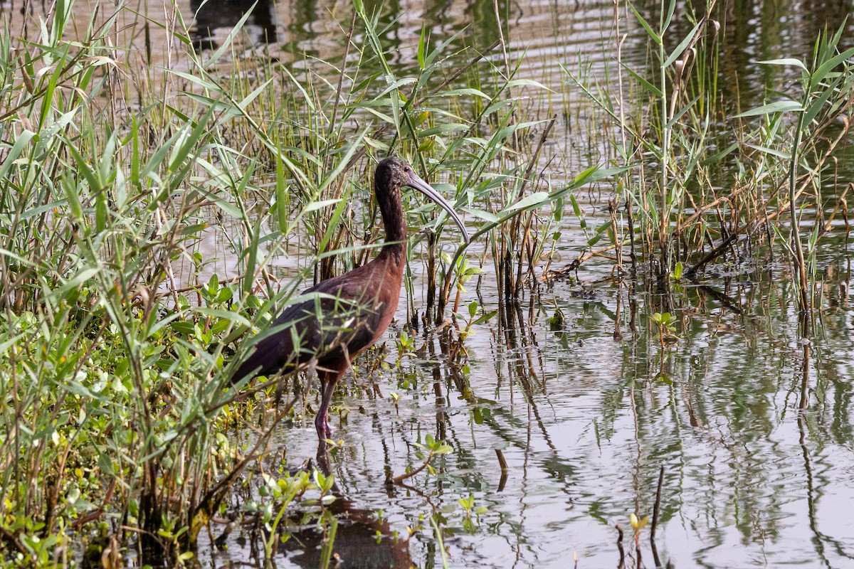 Каравайка - ML646923198