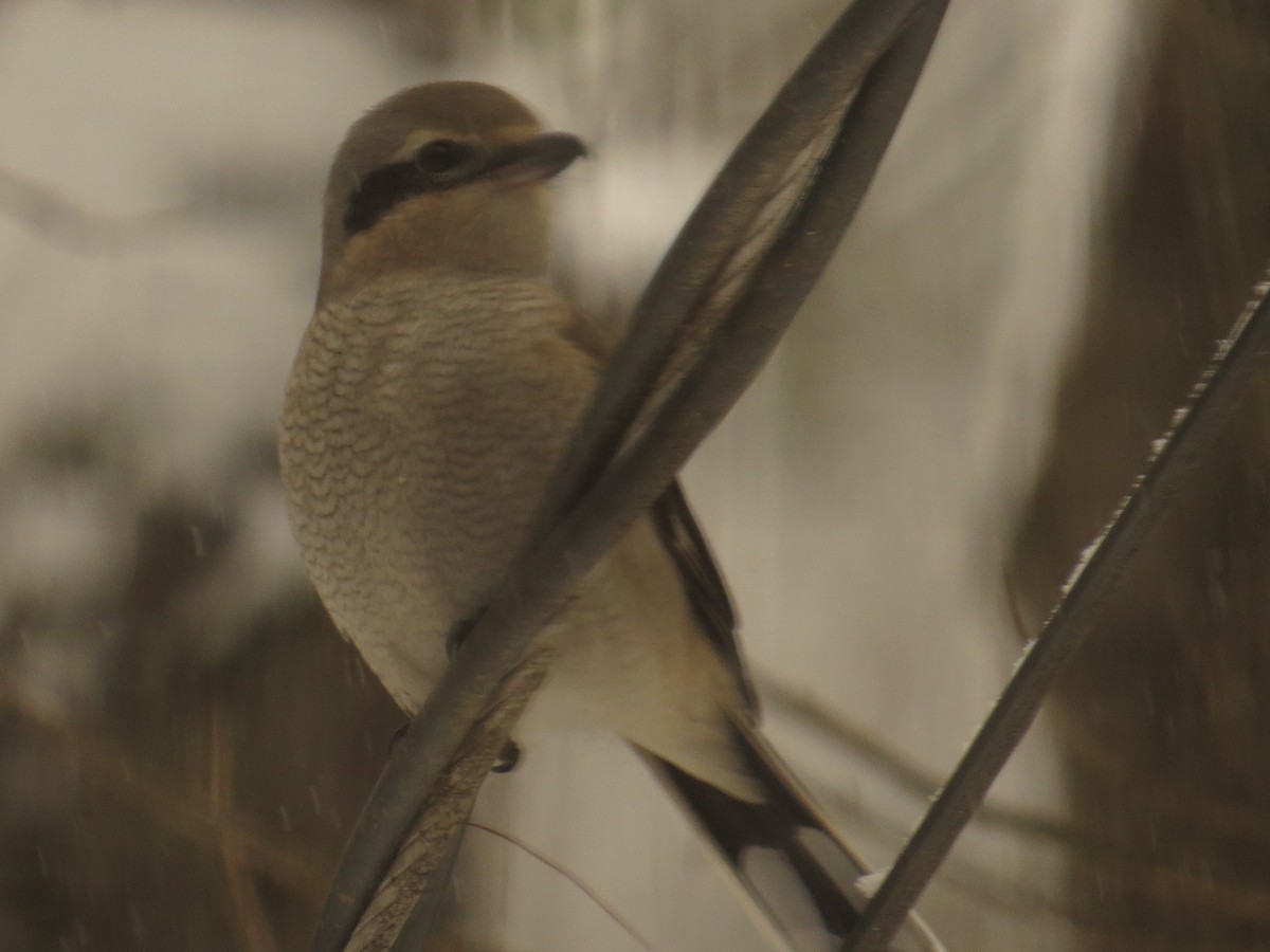 ťuhýk severní - ML646923206