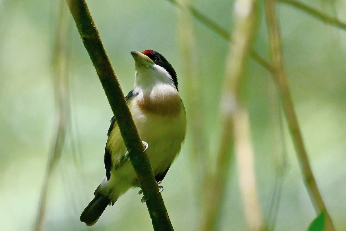 Бородатка буровола - ML646923209