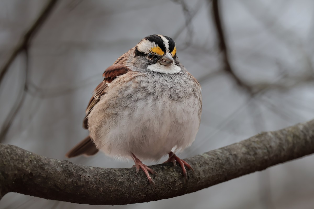 White-throated Sparrow - ML646923212
